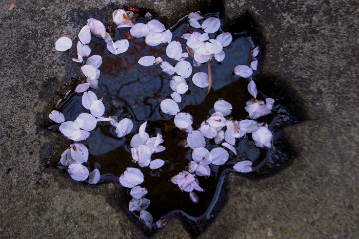 Sakura_sendai2010