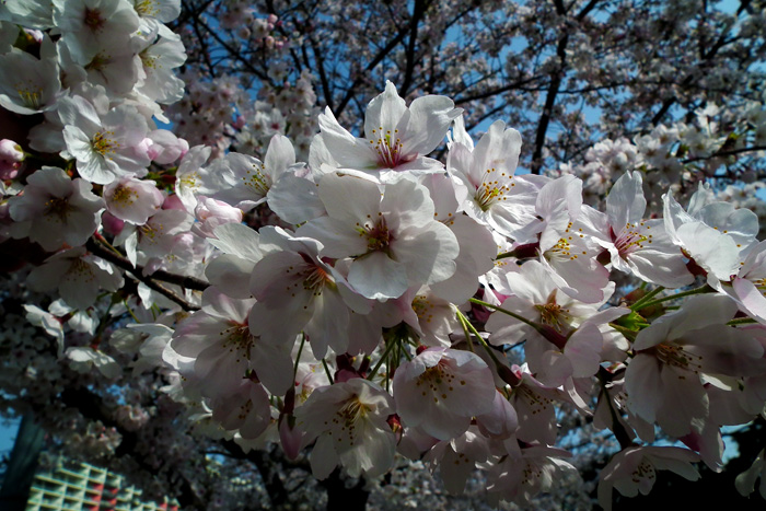 Sakura201104