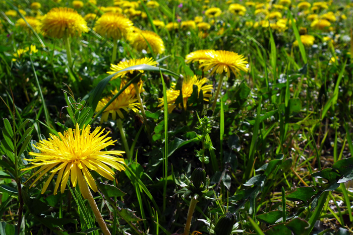 Tanpopo