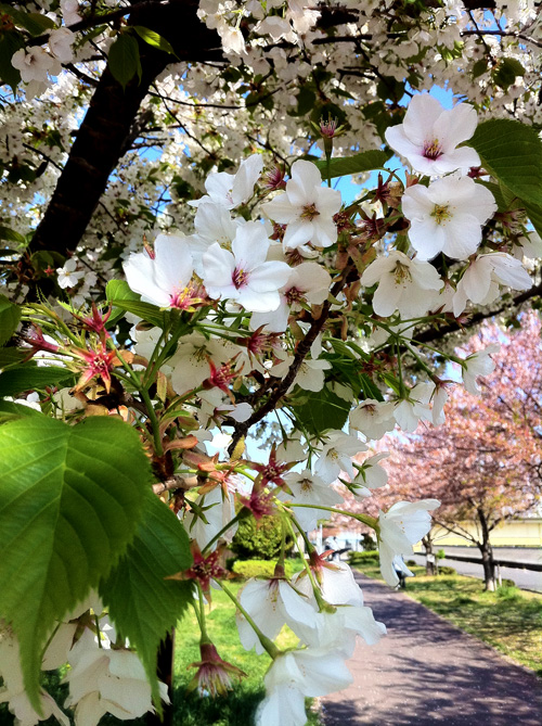 Sakura_20110417_1