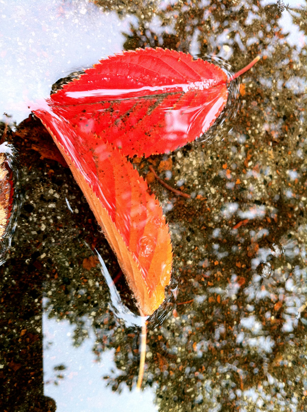 Fallen_leaves