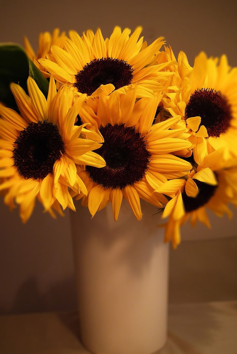 Yokobirthday_sunflower