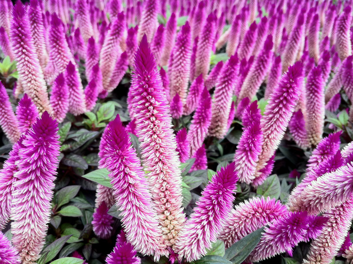 Mikimoto_celosia