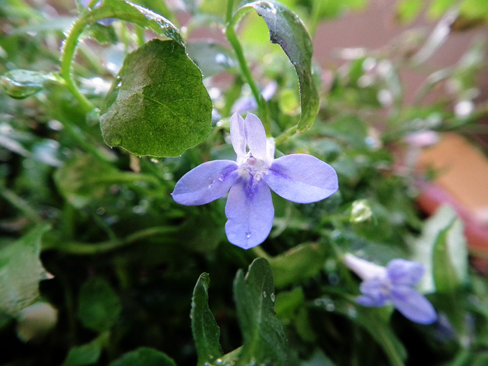 Casa De Borinquen 朝の水やりのお伴は水出しハーブティー 炭酸で割るのがポイント そしてロベリアの花言葉