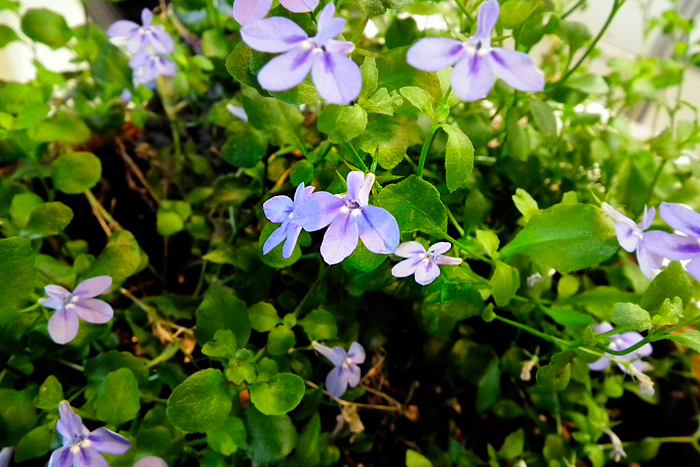 Casa De Borinquen いまだに咲いているベランダのロベリアの花言葉は いつも愛らしい 謙遜 人目につく そして悪意