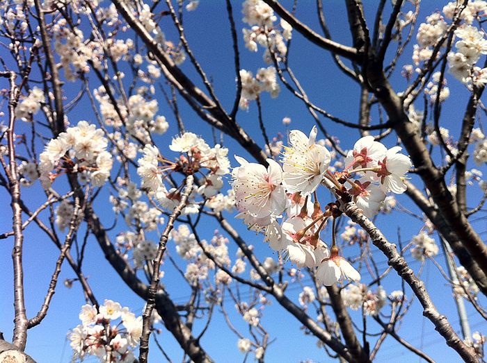 Casa De Borinquen 春いちばん入船の早咲き桜と高洲中央公園の河津桜が青空のもと満開 そして つくしくんが恥ずかしそうにポコポコと