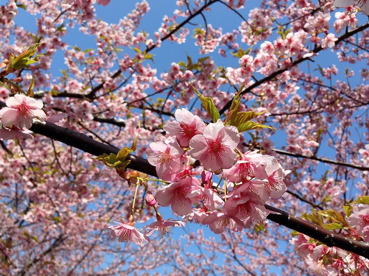 Sakura2013_01