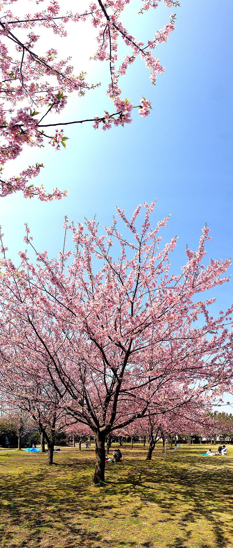 Sakura2013_02