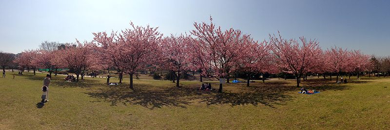 Sakura2013_03