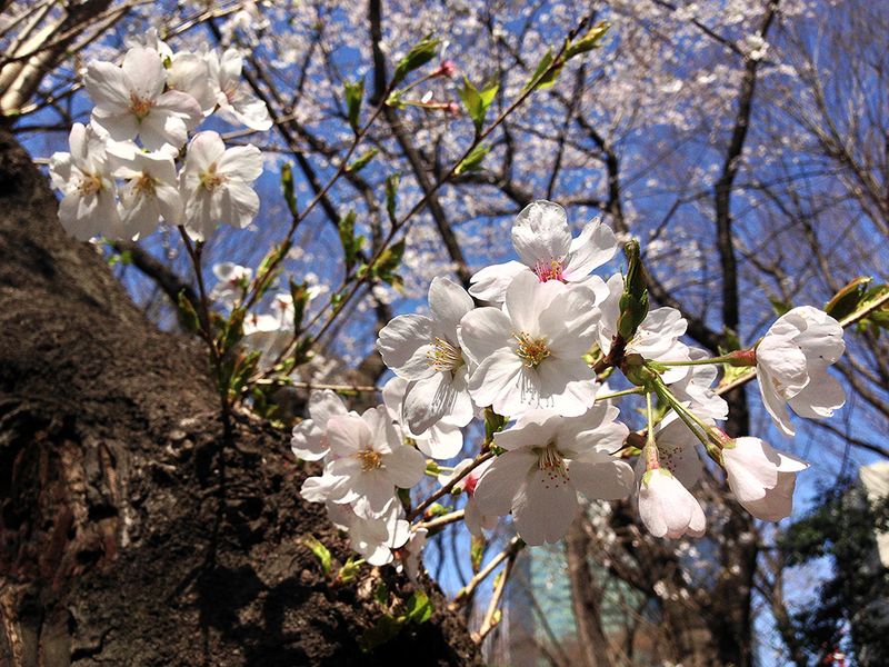 Shinjuku_park01