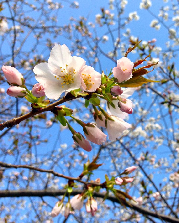 Sakura_shinurayasu0322