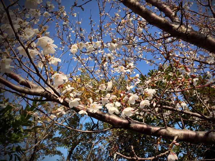 Sakura20130319