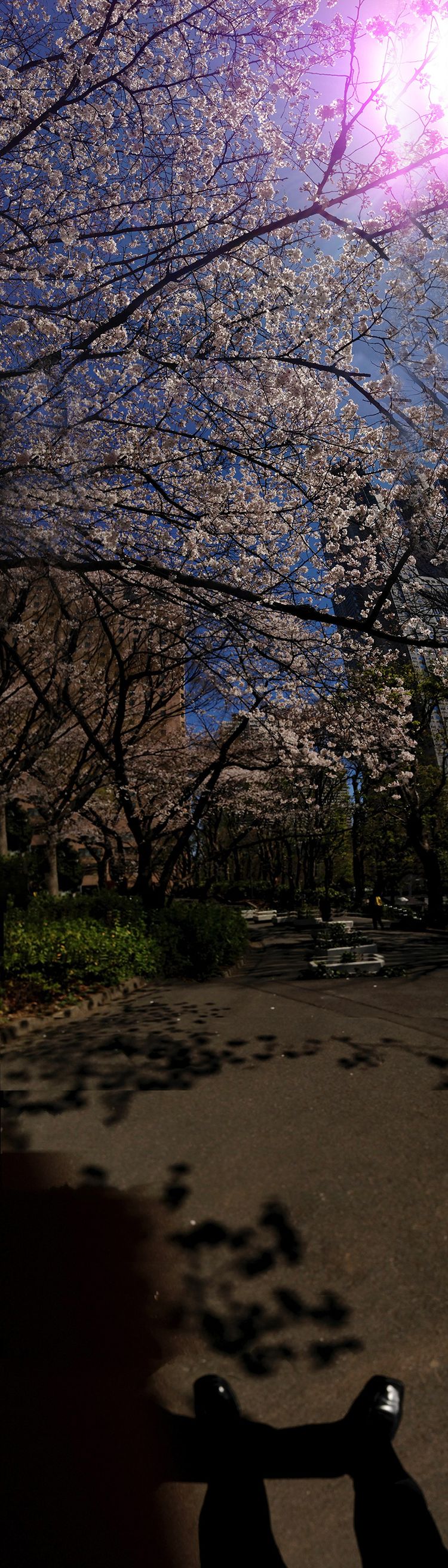 Shinjuku_park02