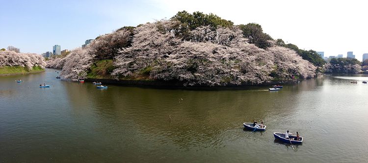 Chidorigafuchi2013_5