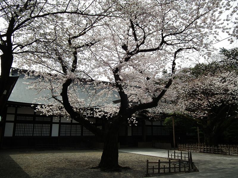 Yasukuni2013_2