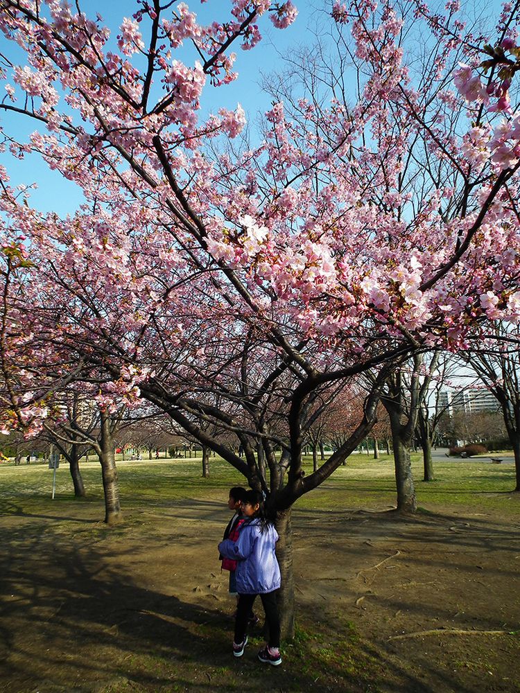 Sakura2014_03