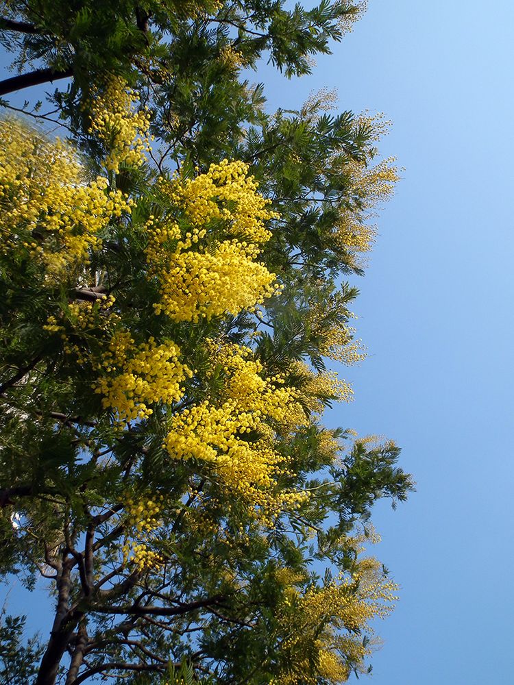 Mimosa2014_01