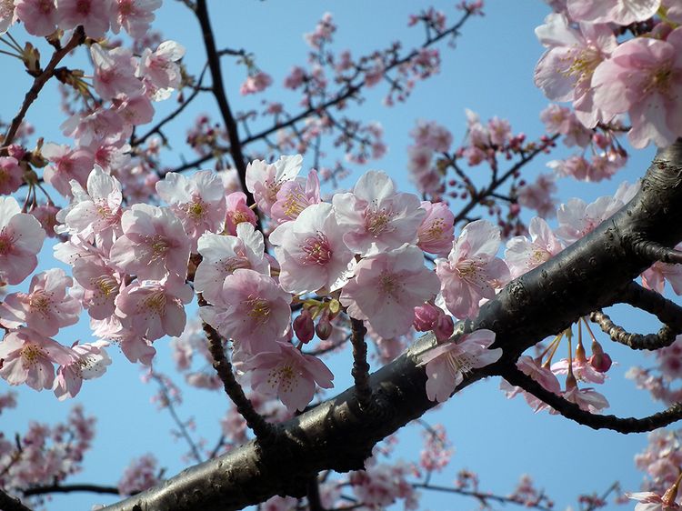 Sakura2014_01