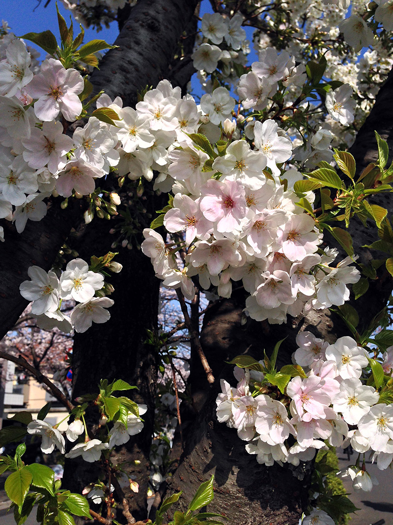 Sakura20140401_4