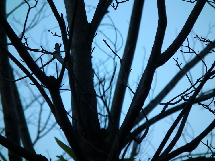 Moon20140113_shadow