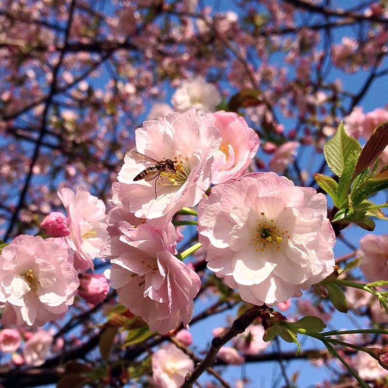 Sakura20140402_1