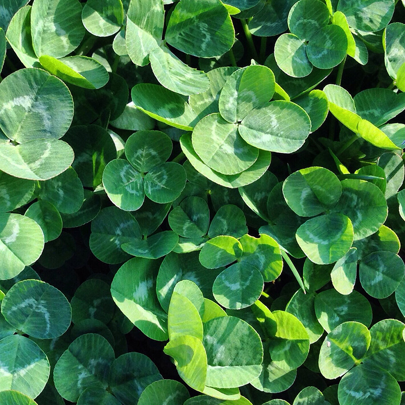 Clover
