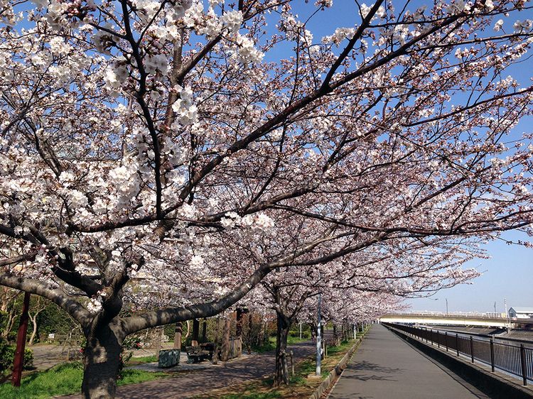 Sakura20140401_1