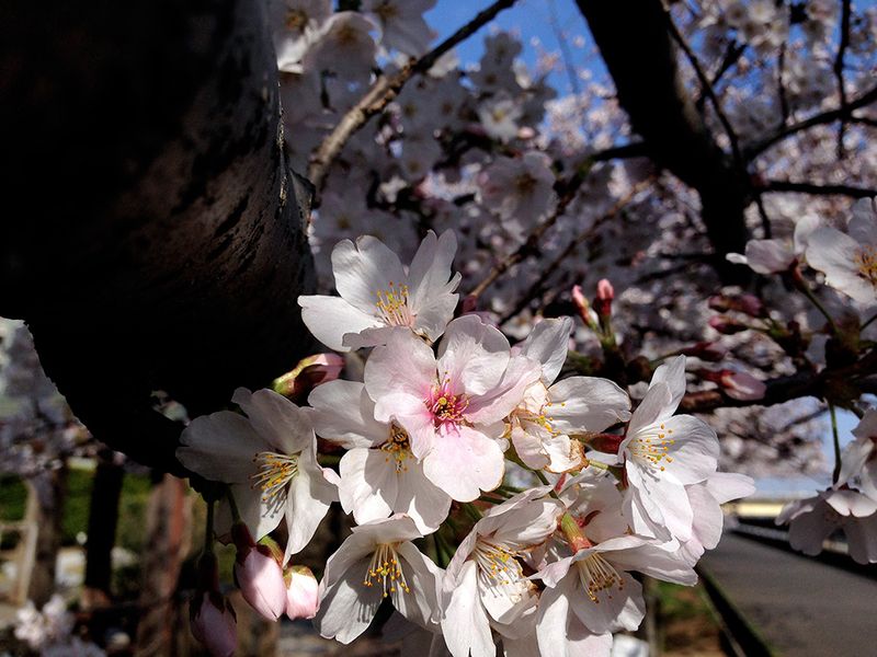 Sakura20140401_2