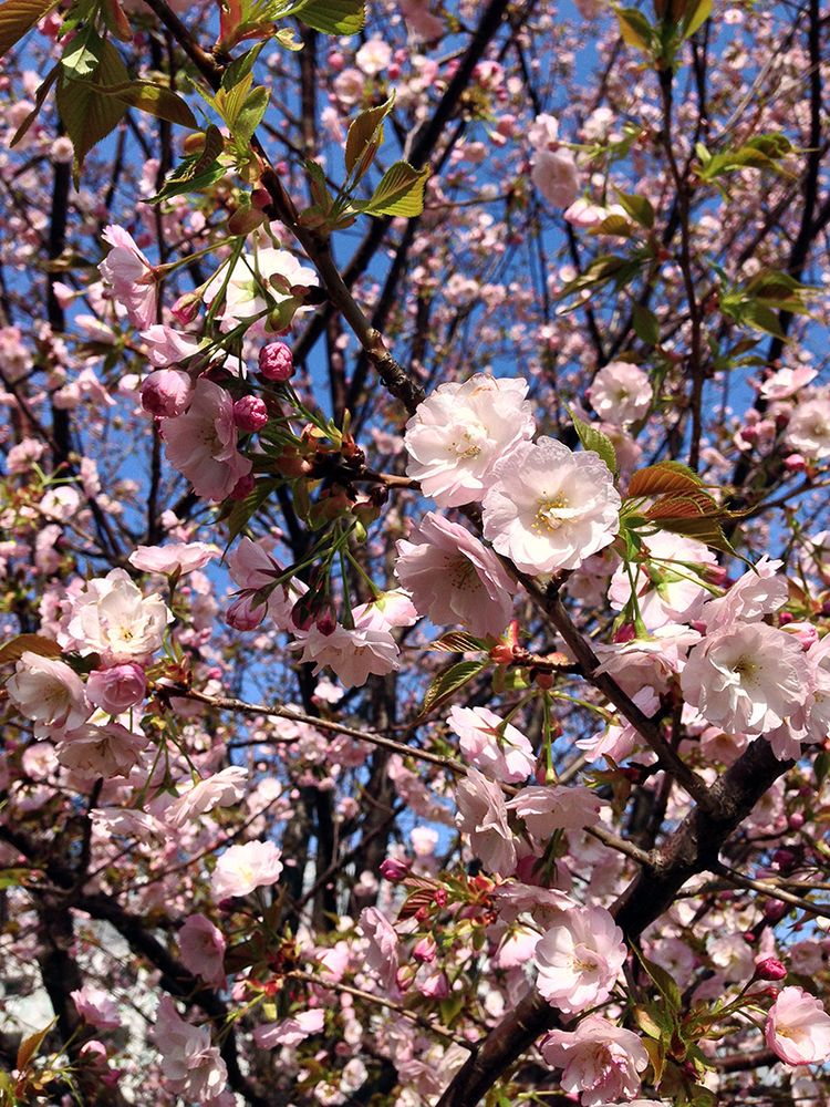 Sakura20140402_2