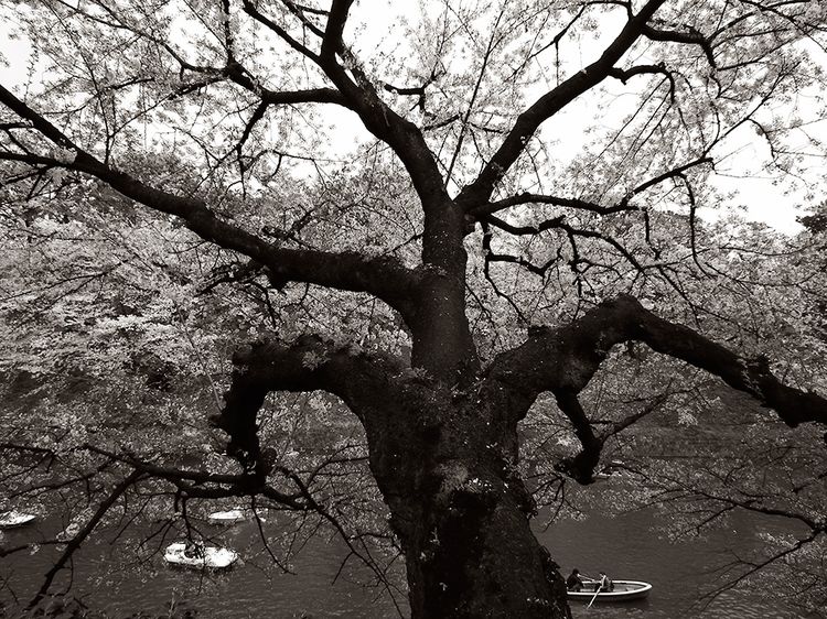 Sakura20140405_2