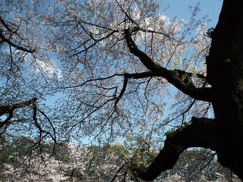 Sakura20140405_4