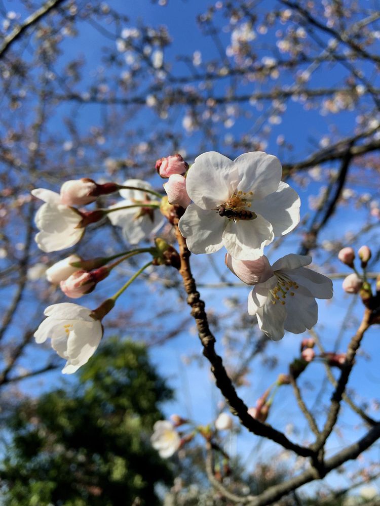 Sakura20150328