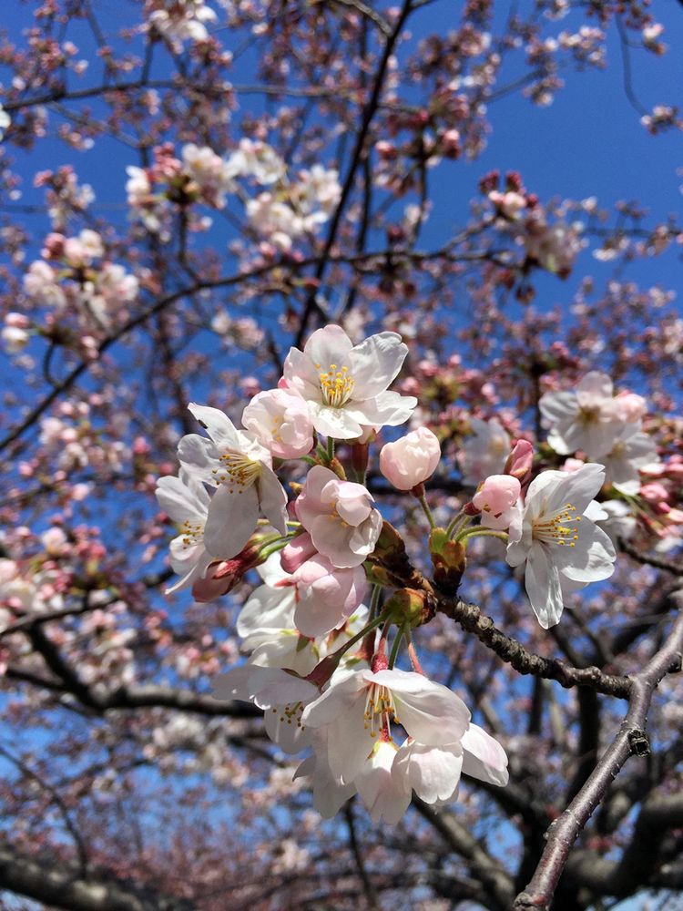 Sakura20150329_1