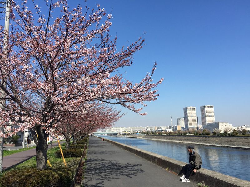 Sakura20150329_3