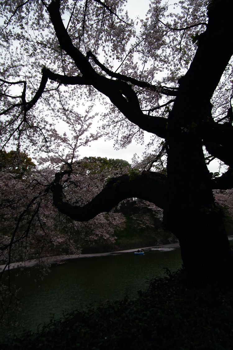 Sakura20150404_03