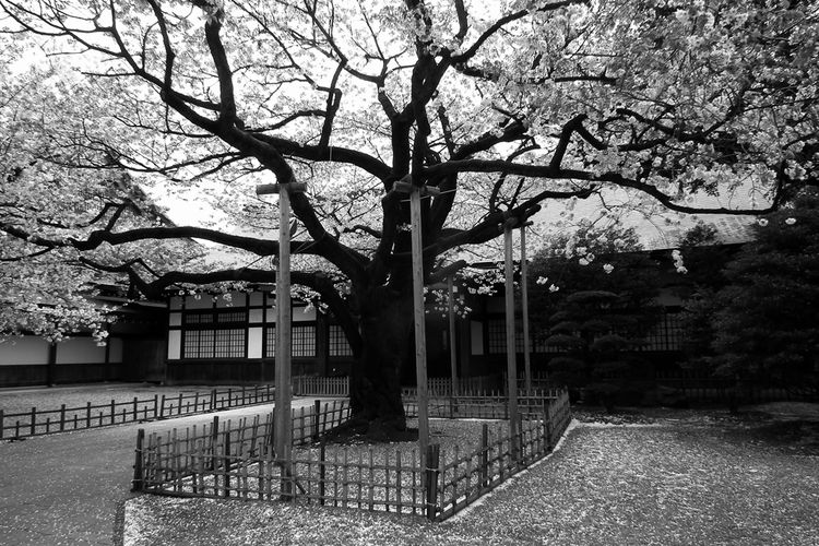 Sakura20150404_05