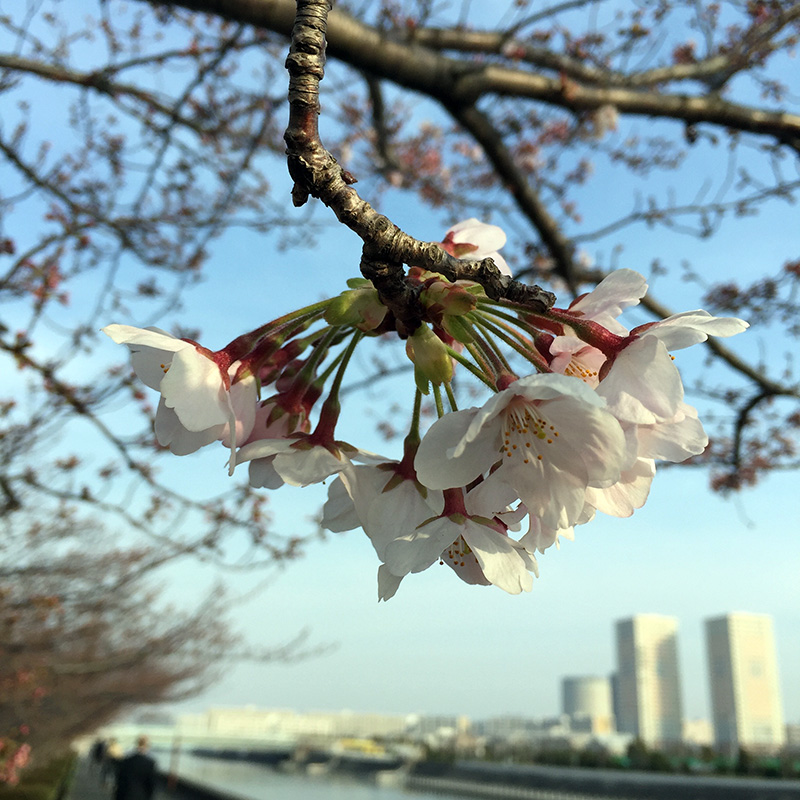 Sakura201603_sakaigawa02