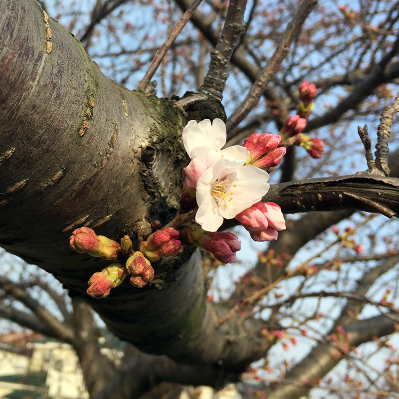 Sakura201603_sakaigawa01