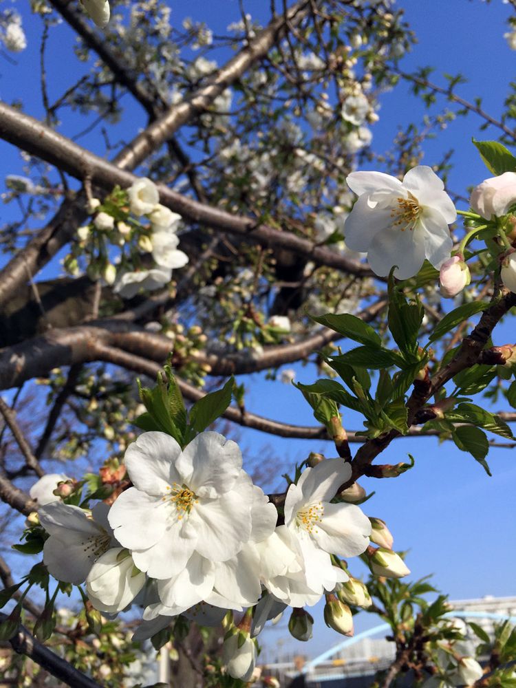 Sakura20160331_3