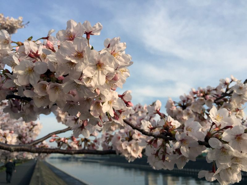 Sakura201604_sakaigawa01