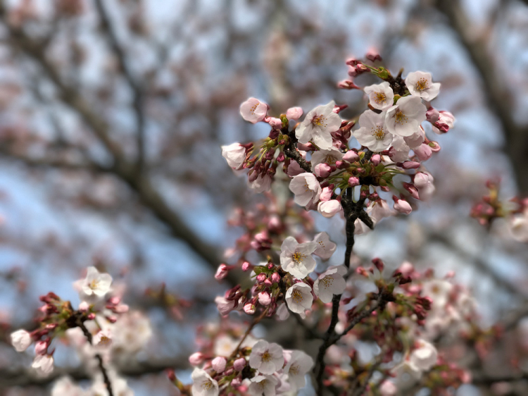 Sakura20170402_2