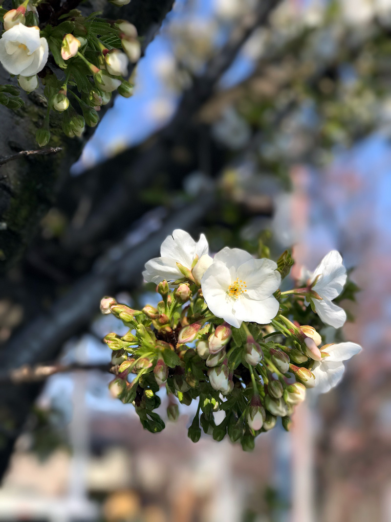 Sakura20170404_4