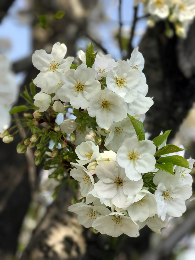 Sakura20170406_3