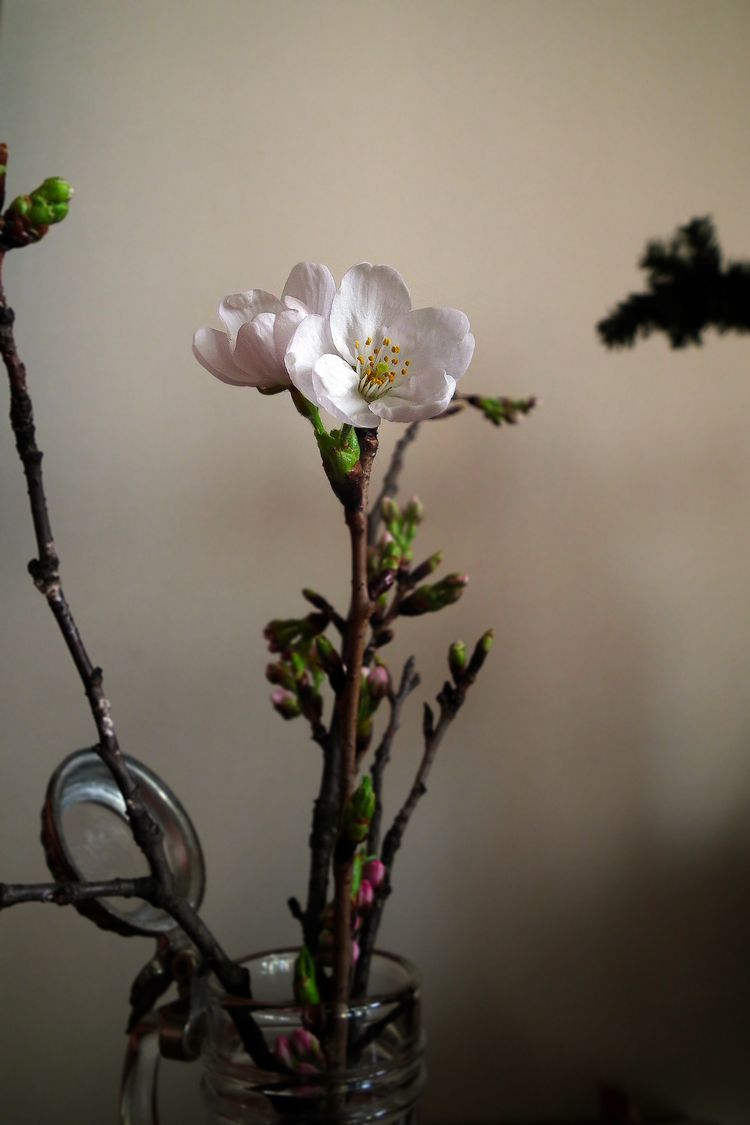 Sakura2015_kayabacho Sakura2015_kayabacho