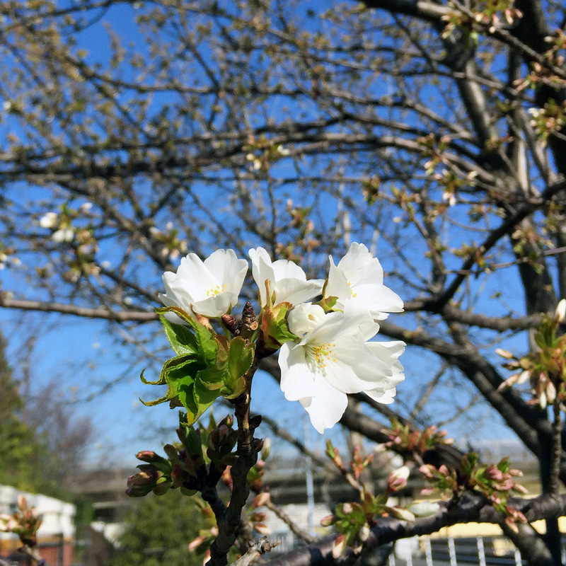 Sakura20150327_2