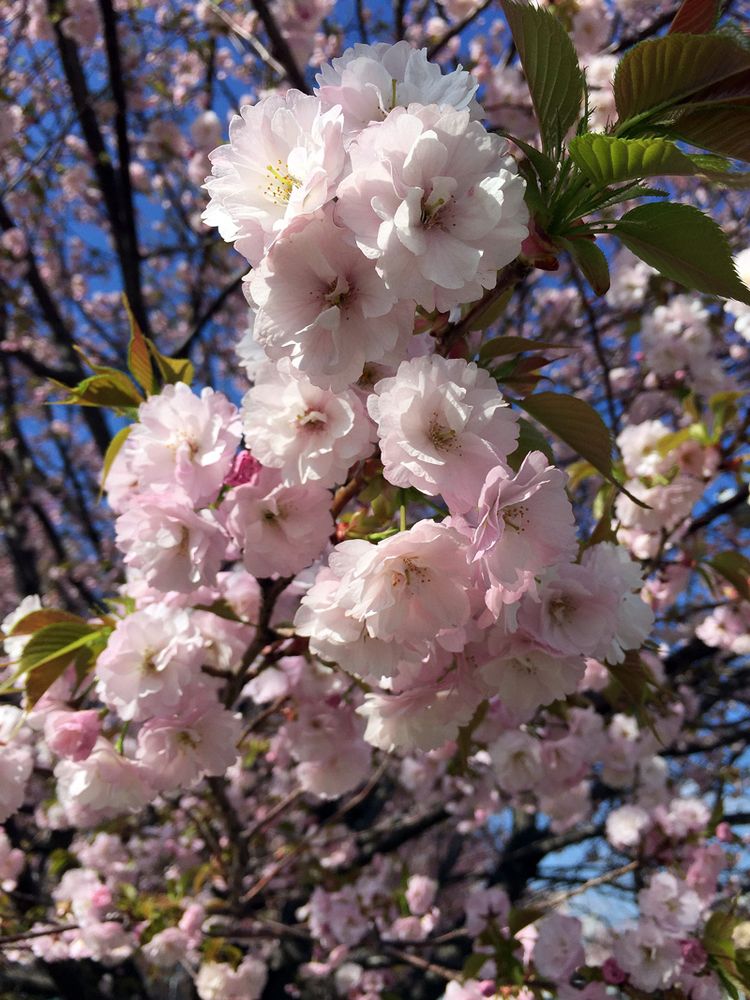 Sakura20150402_5