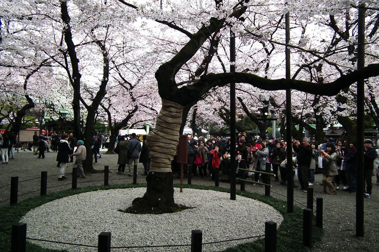 Hanami201604_6