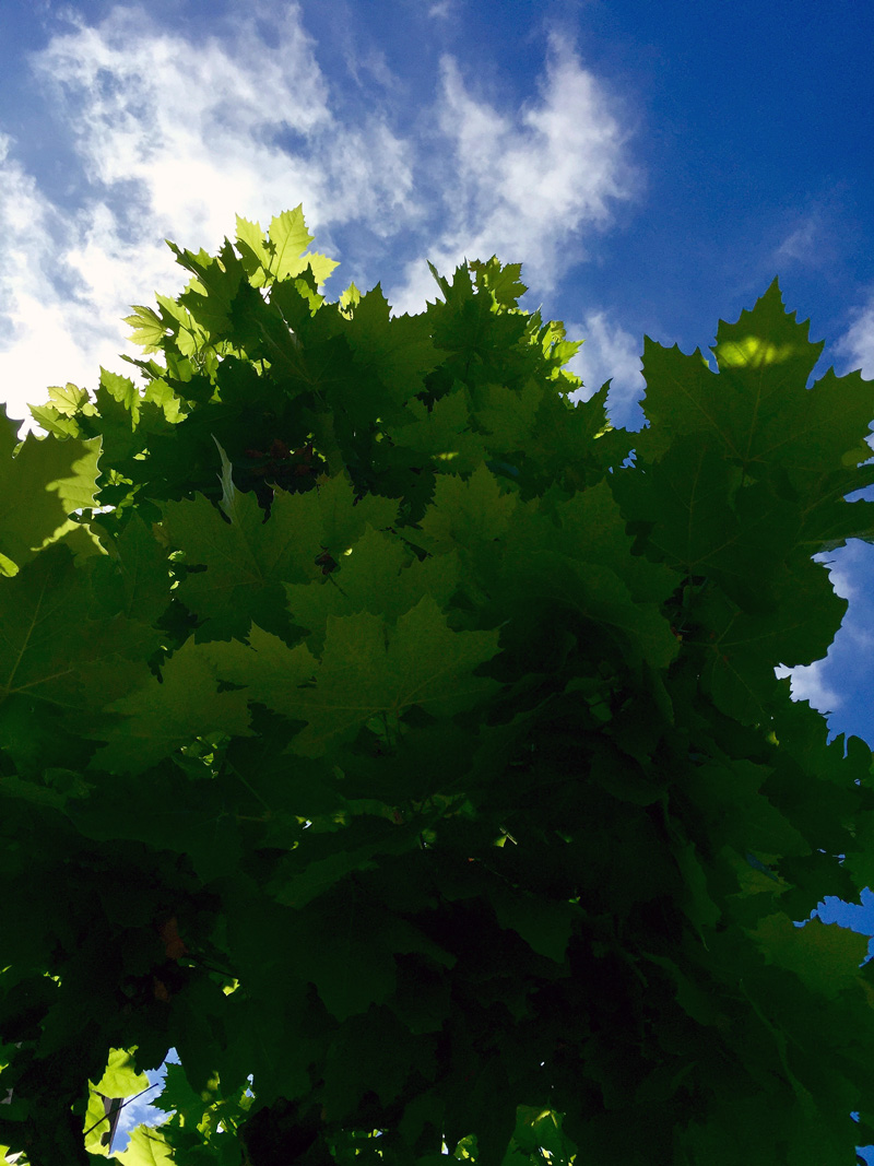 Platanus2016