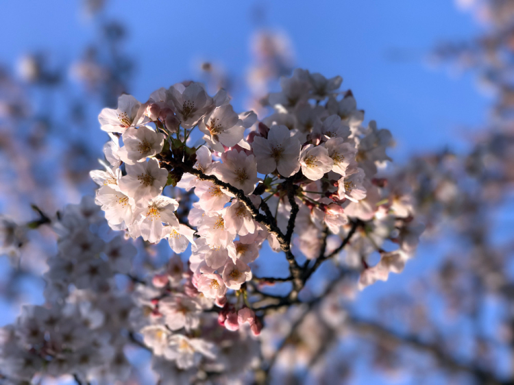 Sakura20170402_1