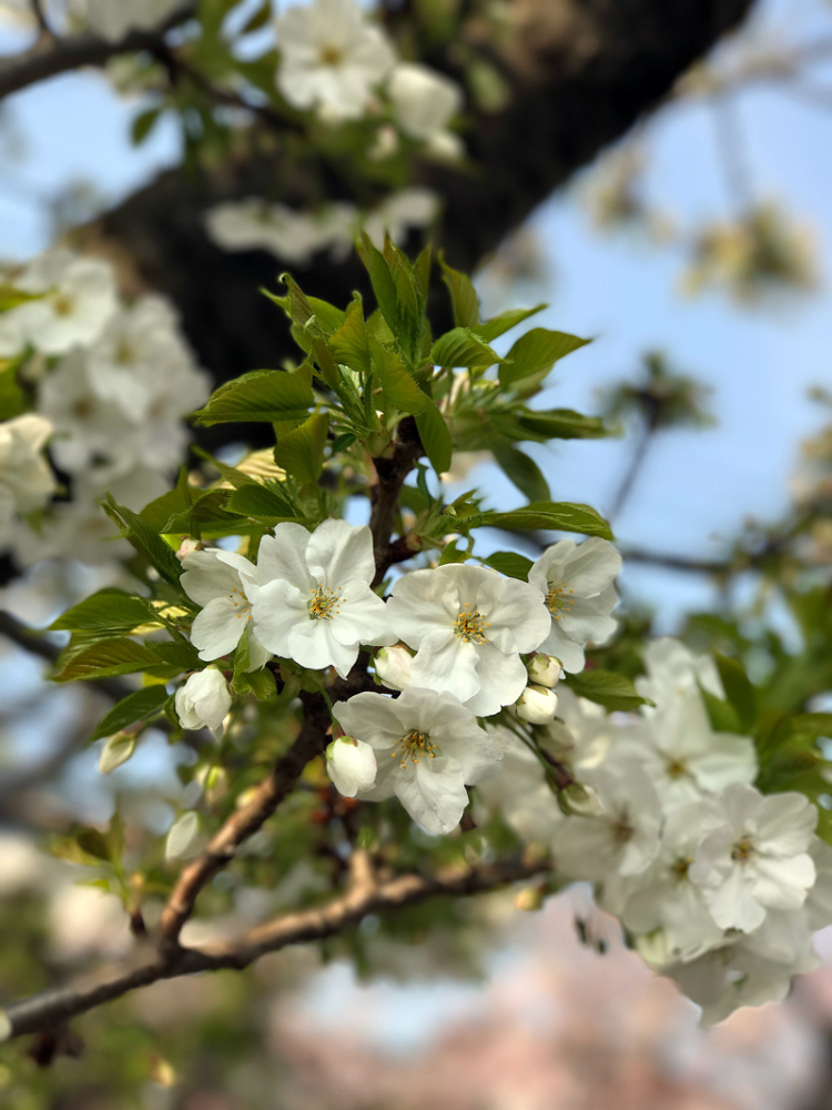 Sakura20170405_1